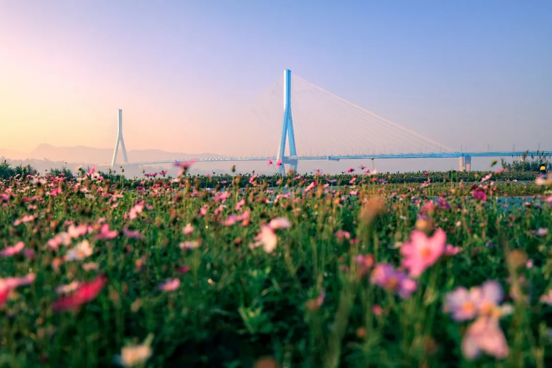格桑花 罗平.jpg