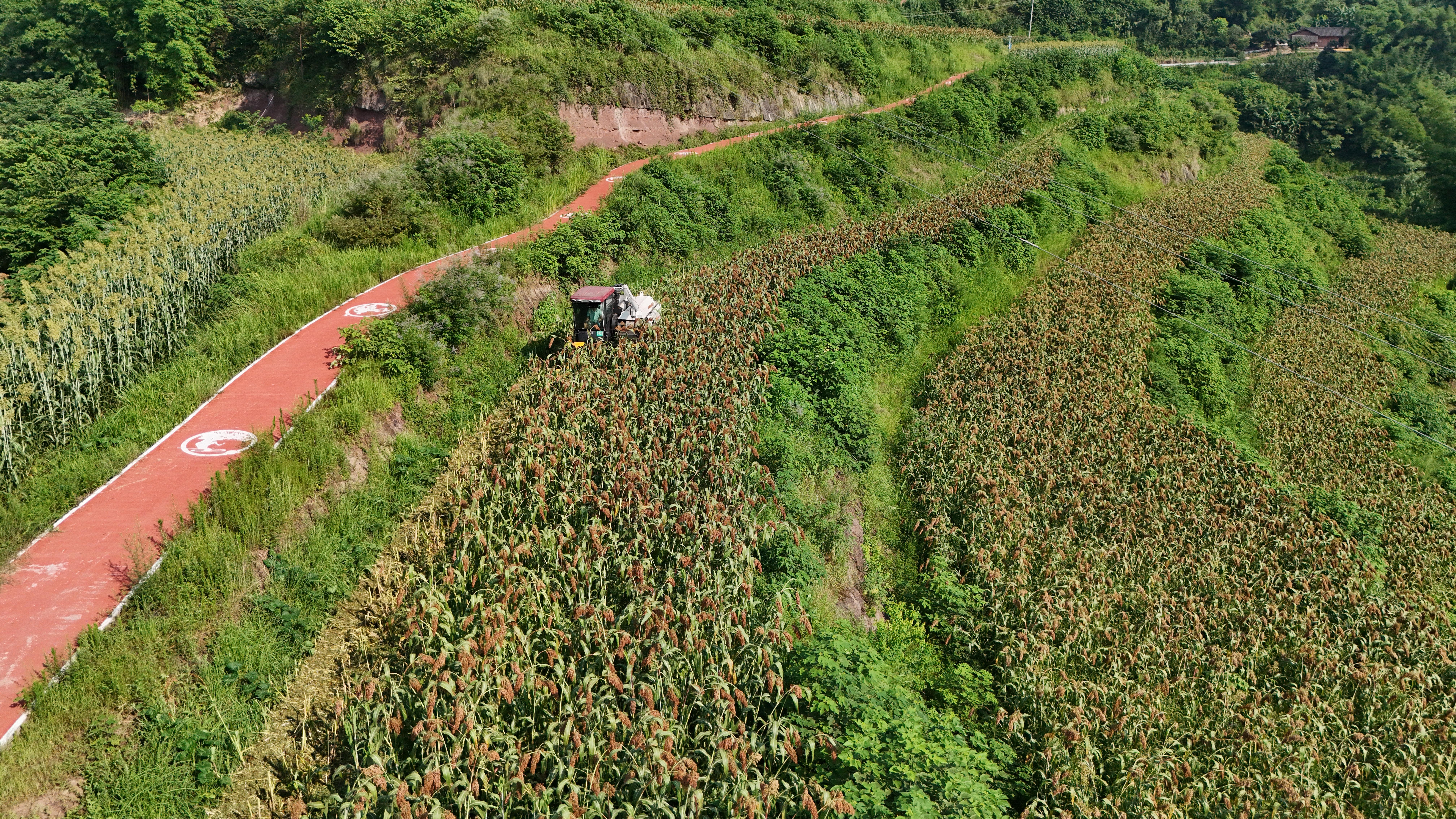 1128163265122917.jpg DJI_20260709092433_0509_D.JPG